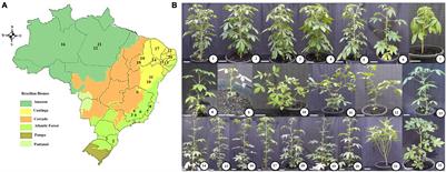 New Insights Into the Evolution of C4 Photosynthesis Offered by the Tarenaya Cluster of Cleomaceae